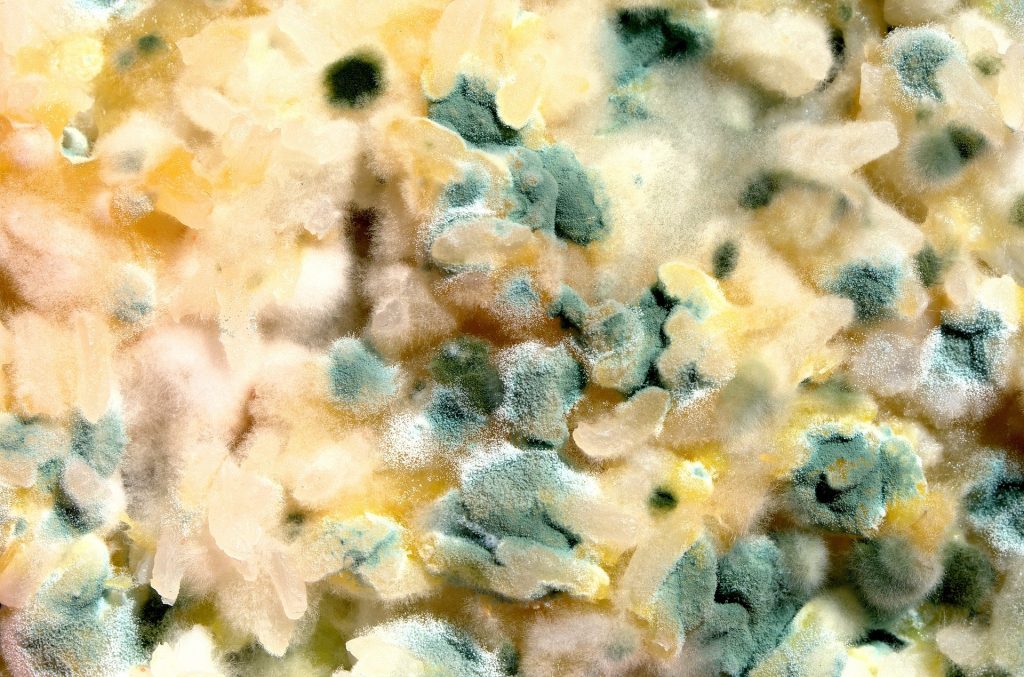 The Home You’re Buying or Selling Developed Toxic Mold. Now What? | Coral Springs, FL | Call (954) 979-6566